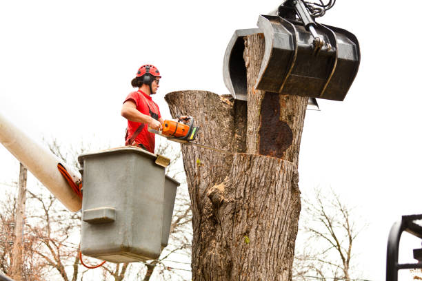 Best Fruit Tree Pruning  in Holly Hill, FL